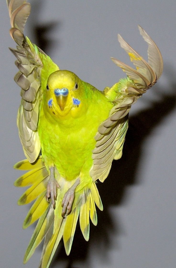 Желтоголовый волнистый попугай