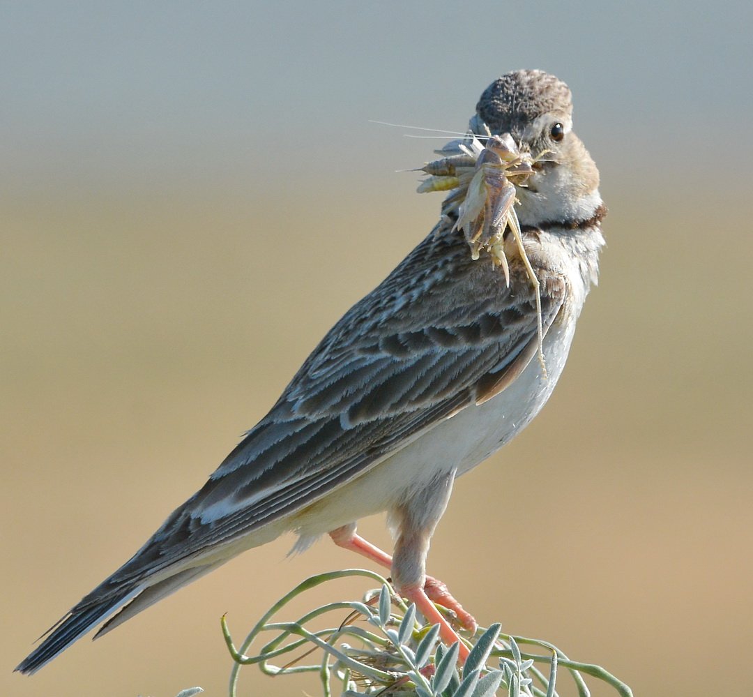 Жаворонок джурбай