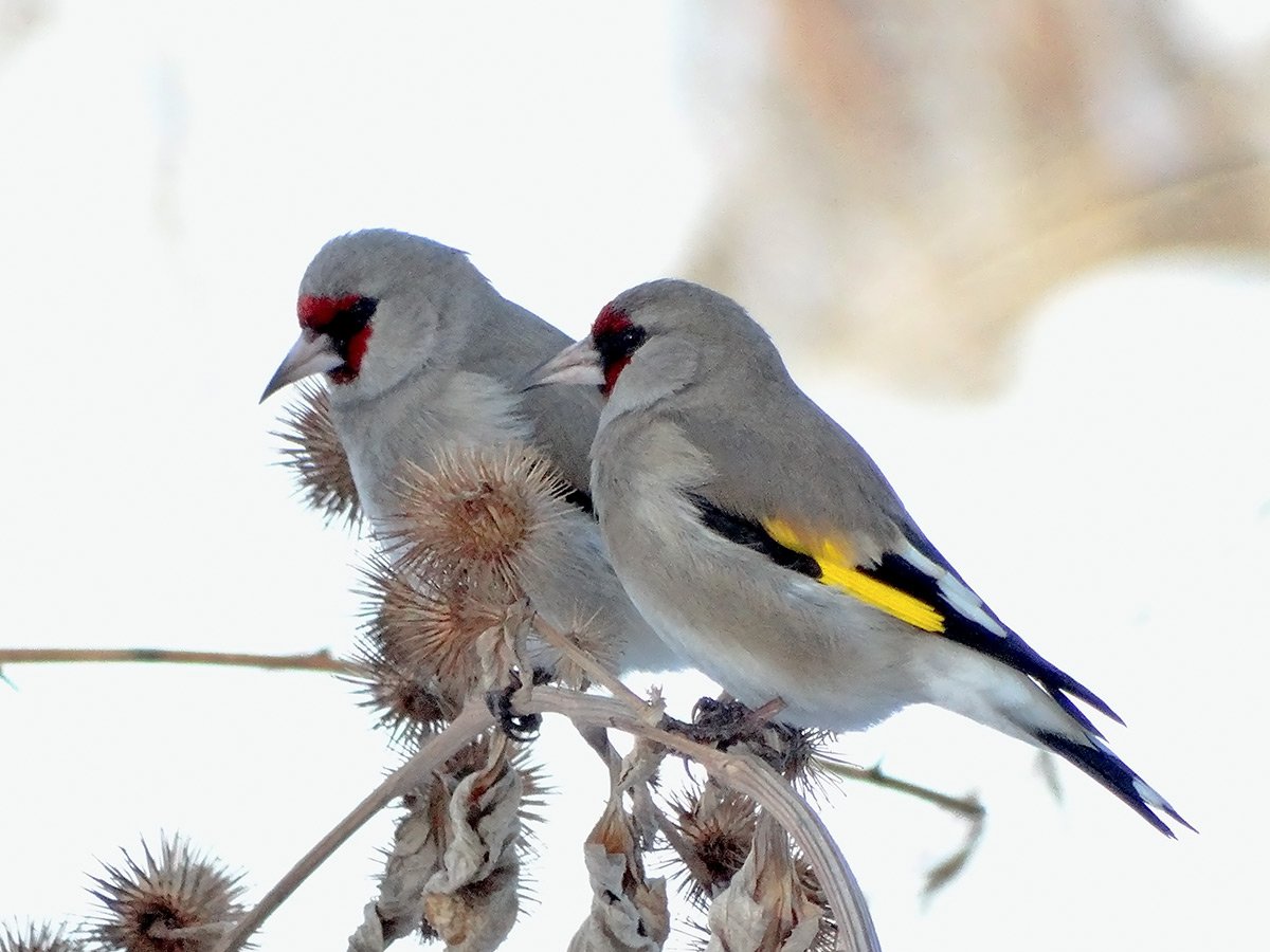 Седоголовый щегол в хорошем качестве