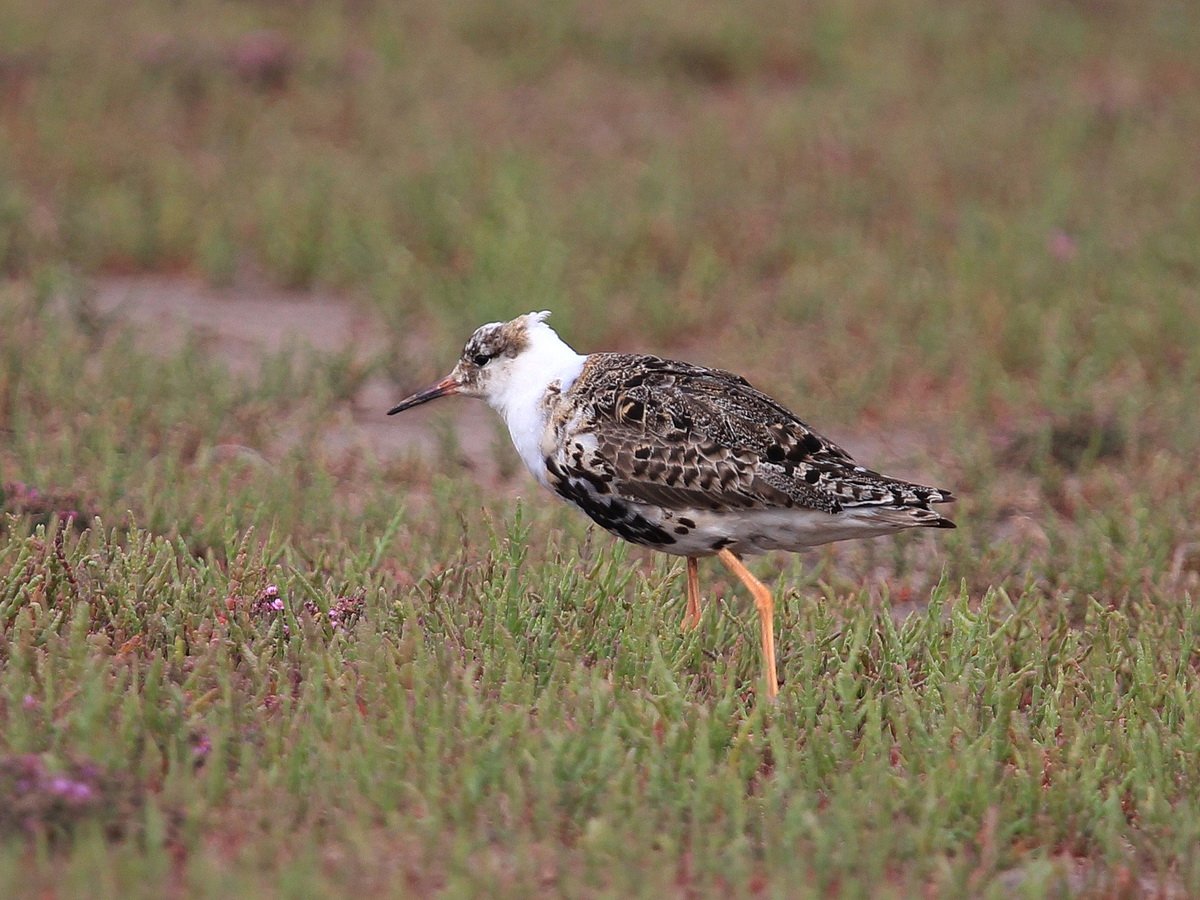 Турухтан численность