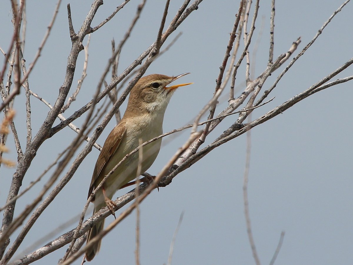 Южная бормотушка птица