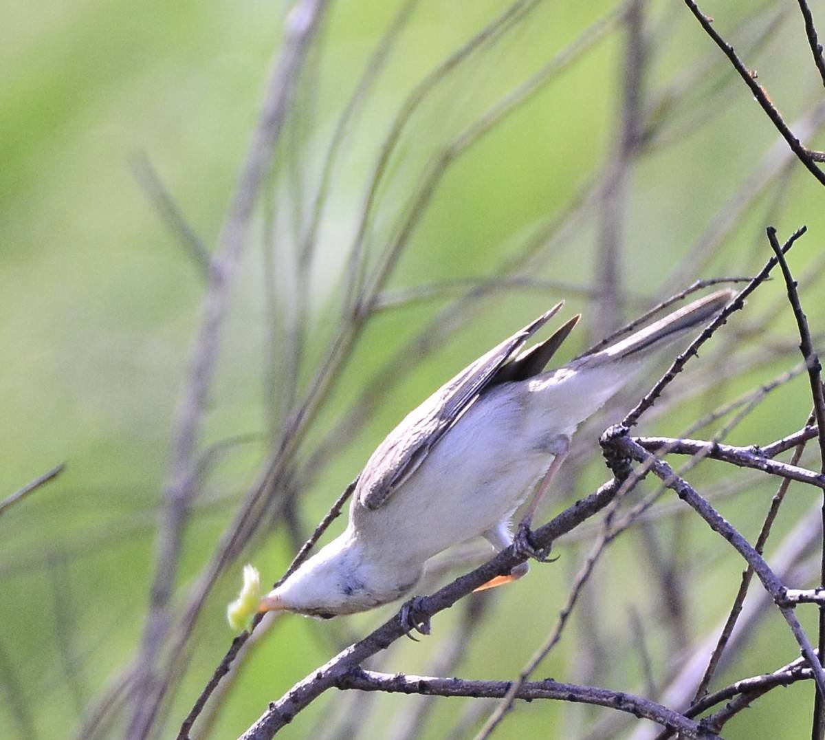 Птица Таран