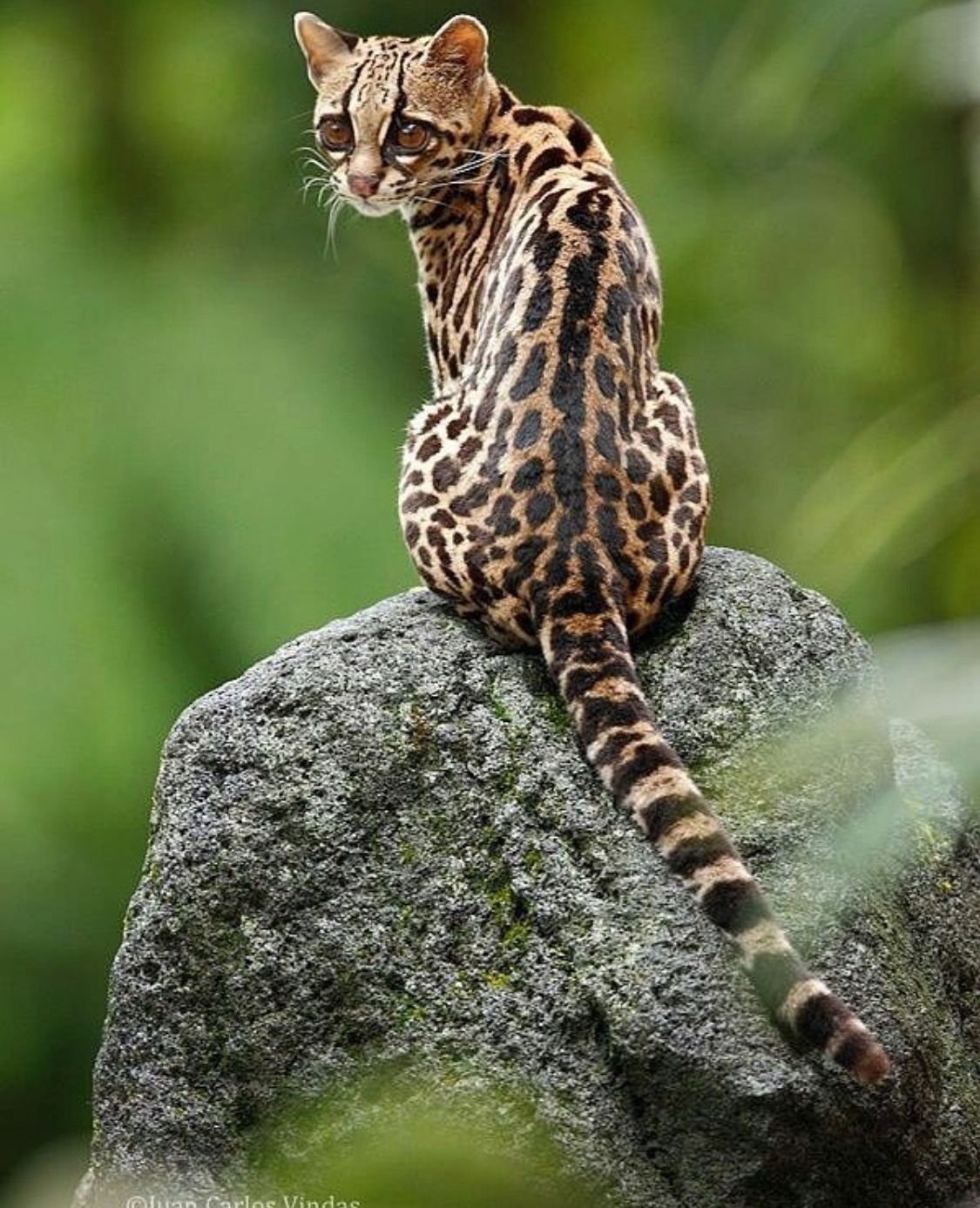 Маргаи кошки. Оцелот, онцилла, Маргай. Леопард онцилла. Длиннохвостая кошка Маргай. Оцелот Южная Америка.