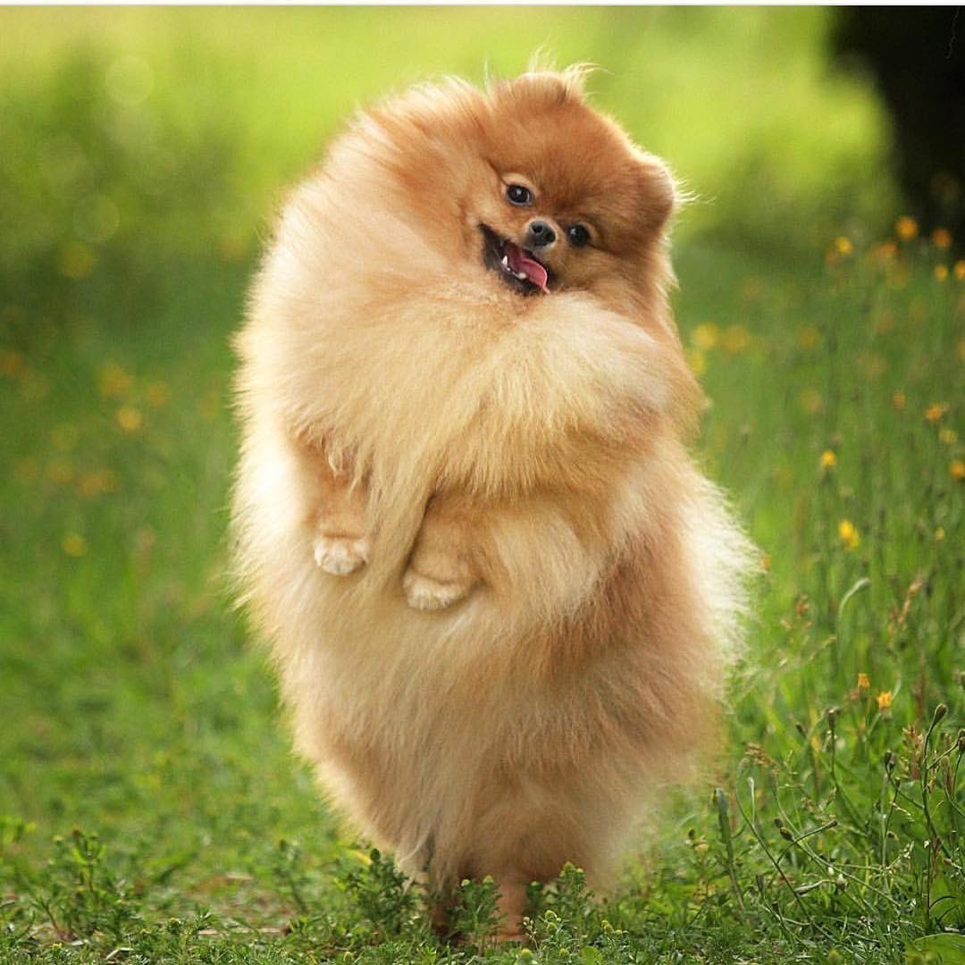 Померанский шпиц длинношерстный