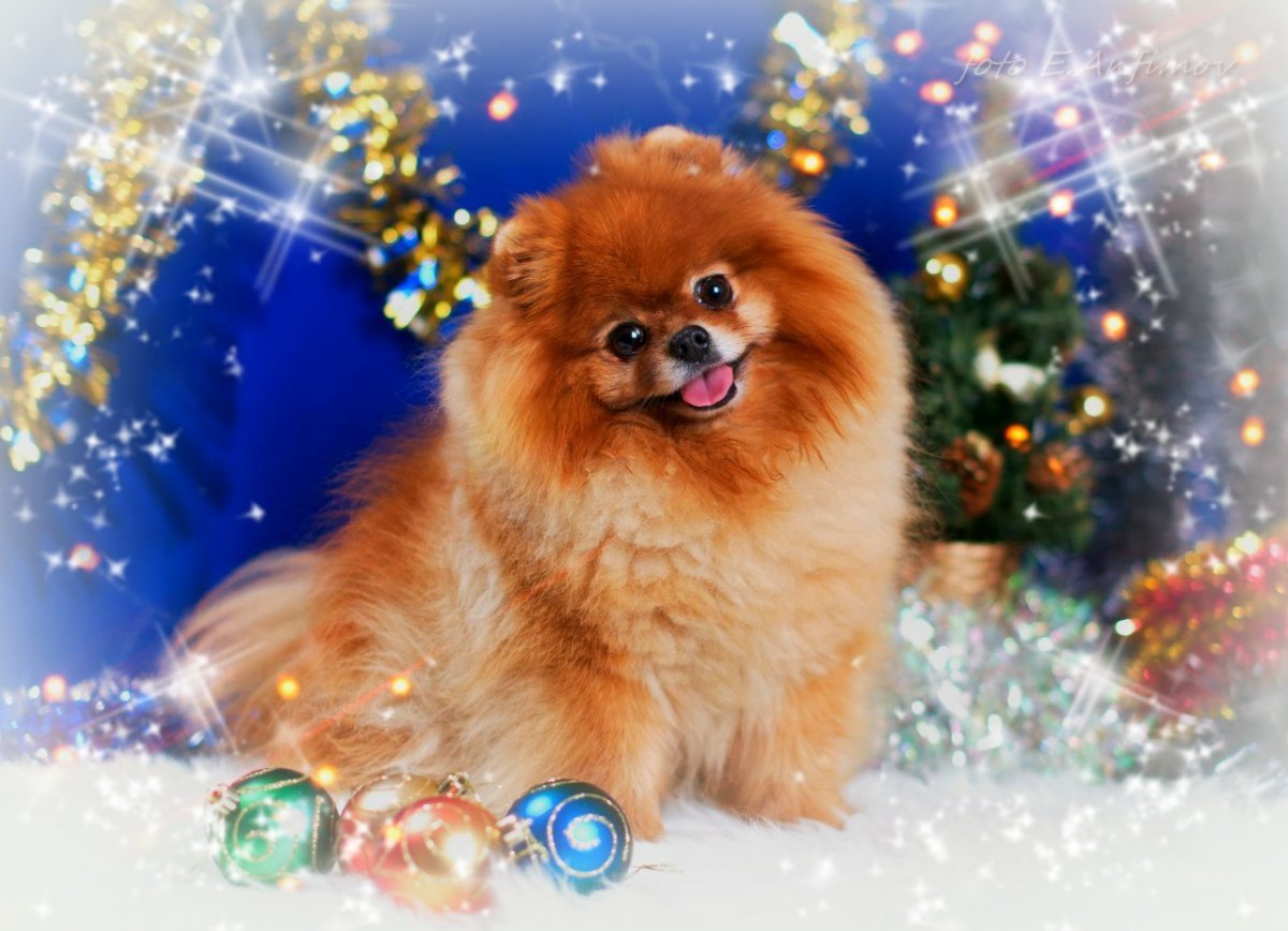 Новогодний померанский шпиц