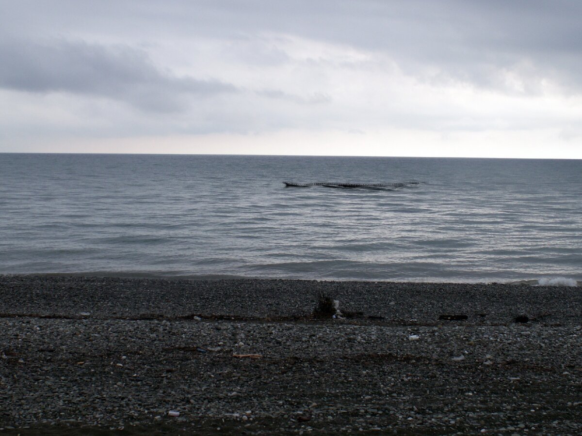 Карадагский змей в черном море