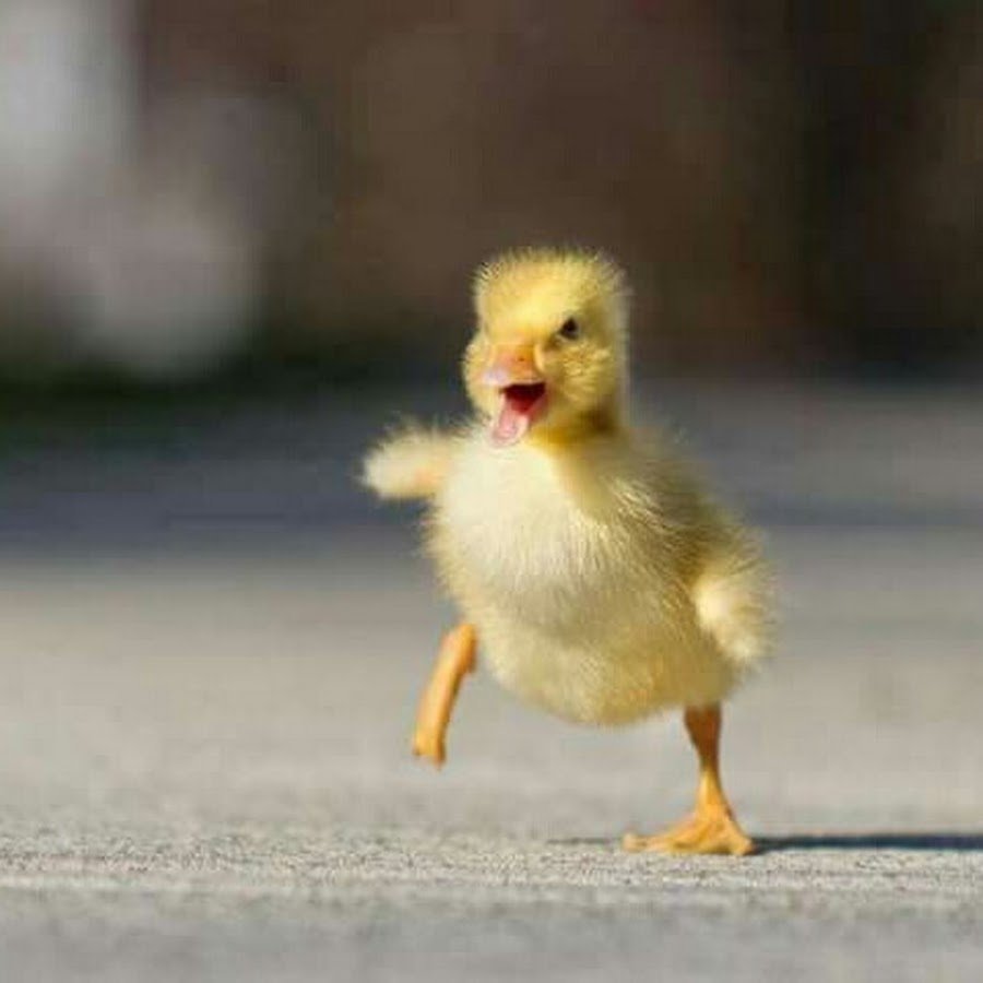 Пушистый утенок