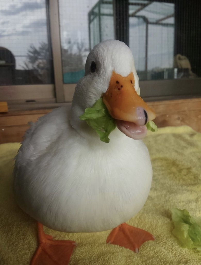 Селезень смешной