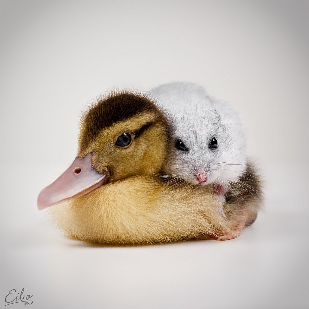 Хомяк и цыпленок