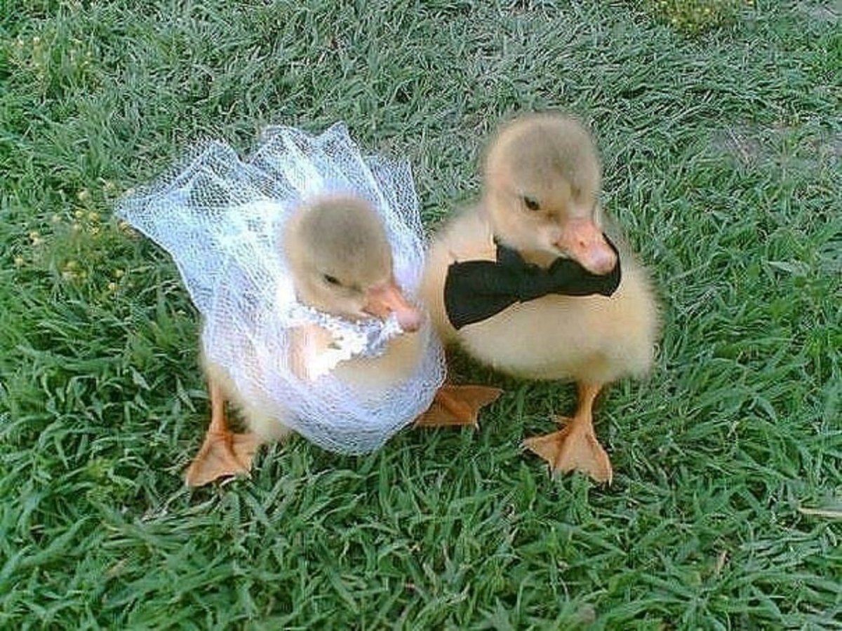 Утка невеста