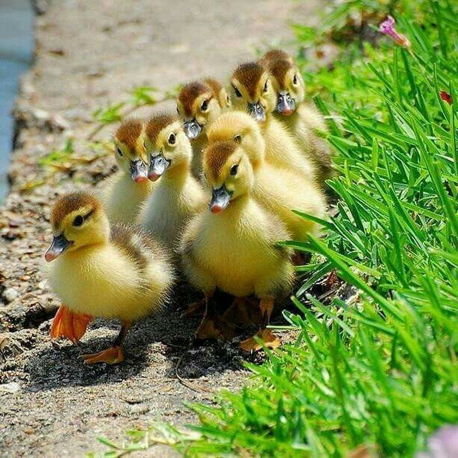 Милые утята