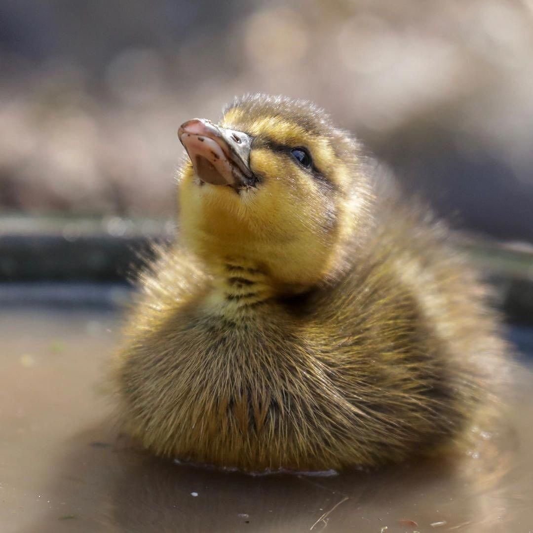 Милые уточки