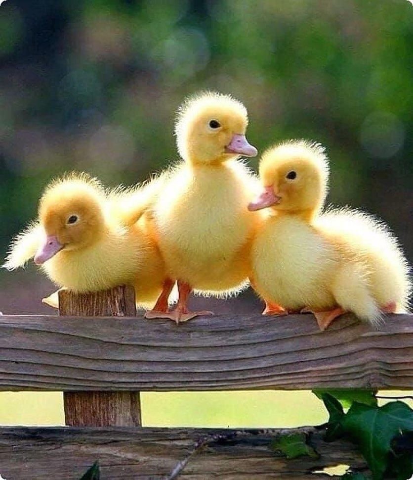Цыплята, уточки, гусята
