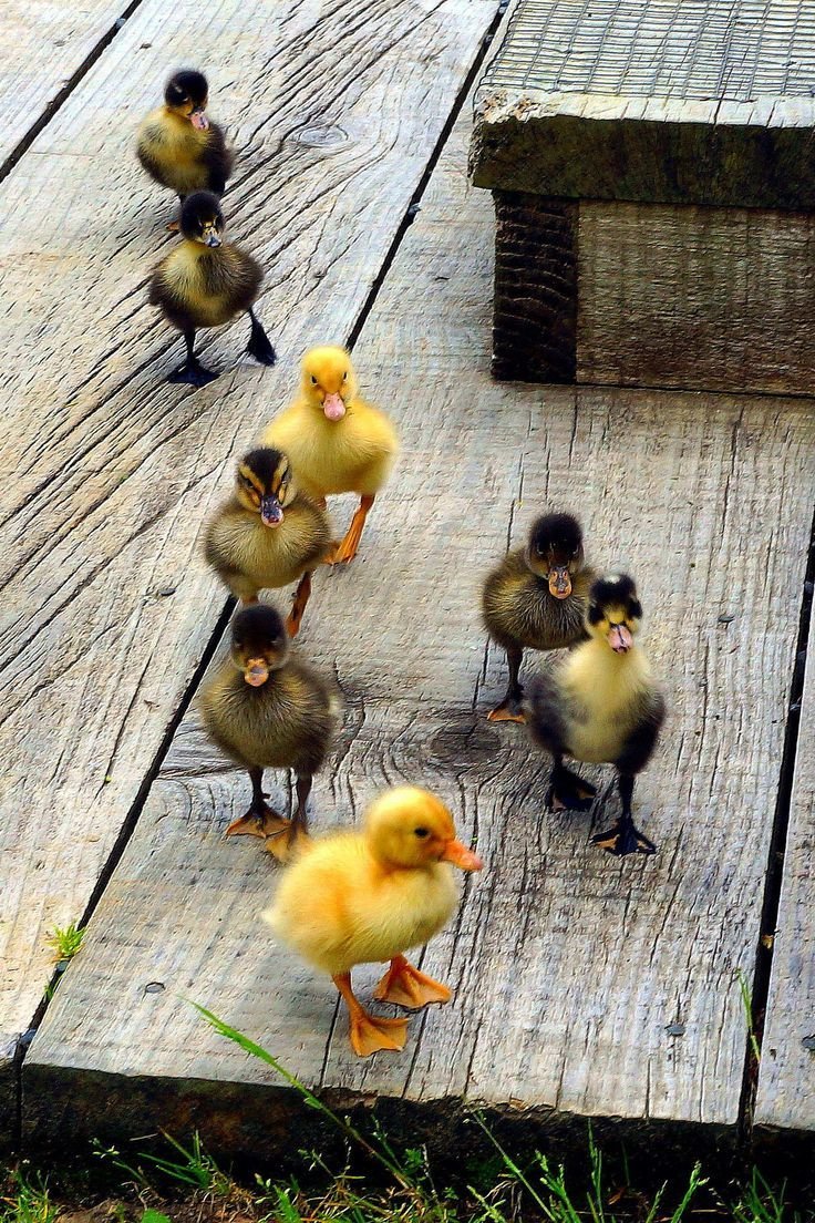 Милые утята