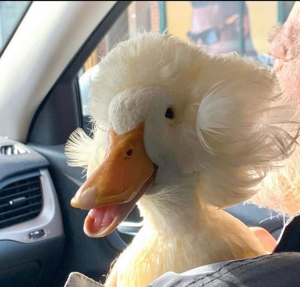 Утка с прической