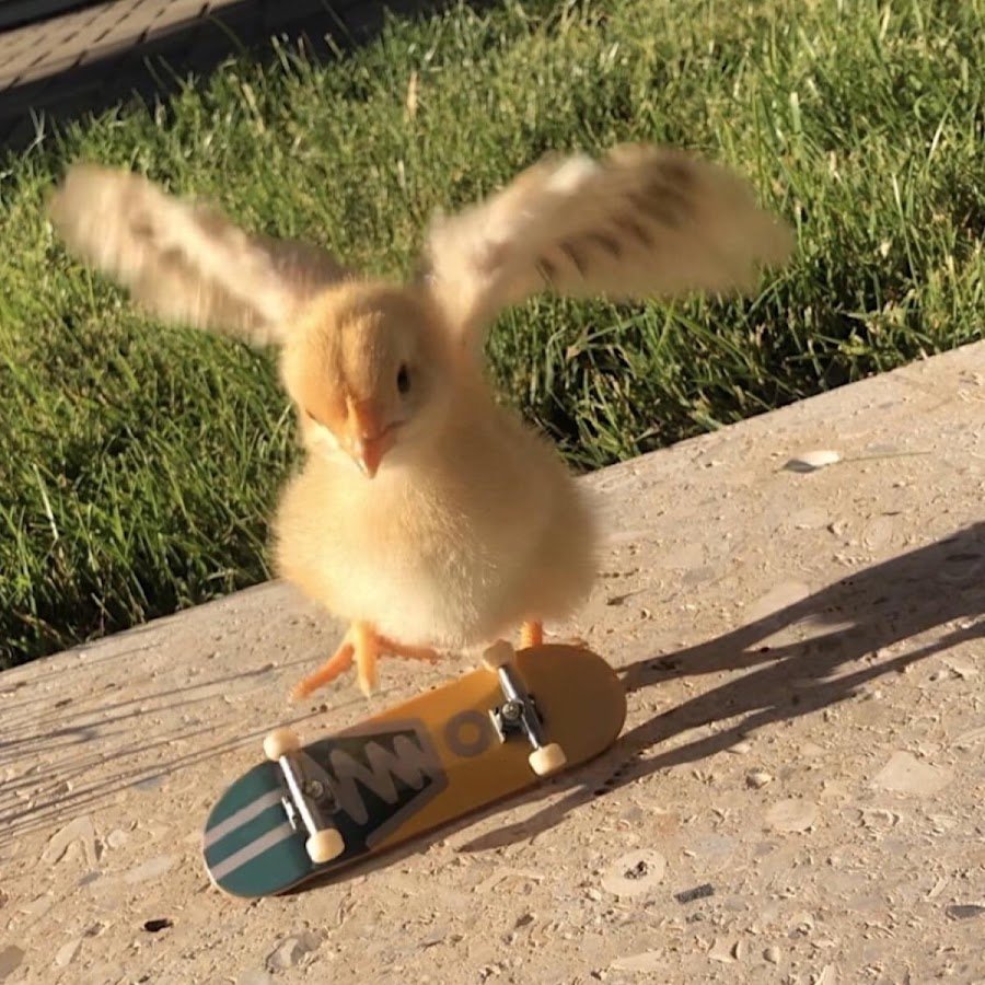 Утенок на скейте