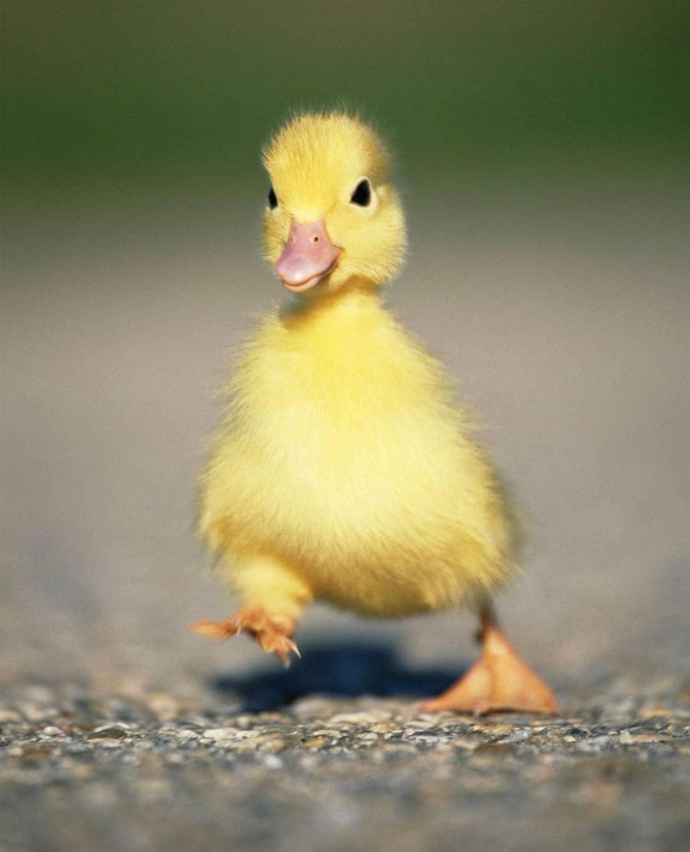 Маленькие утята