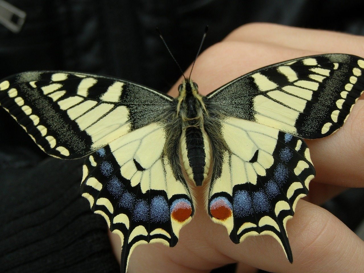 Бабочка с желтыми крыльями. Бабочка Махаон (Papilio Machaon). Бабочка Махаон ласточкин. Бабочка Папилио Махаон. Бабочка Махаон ласточкин хвост.