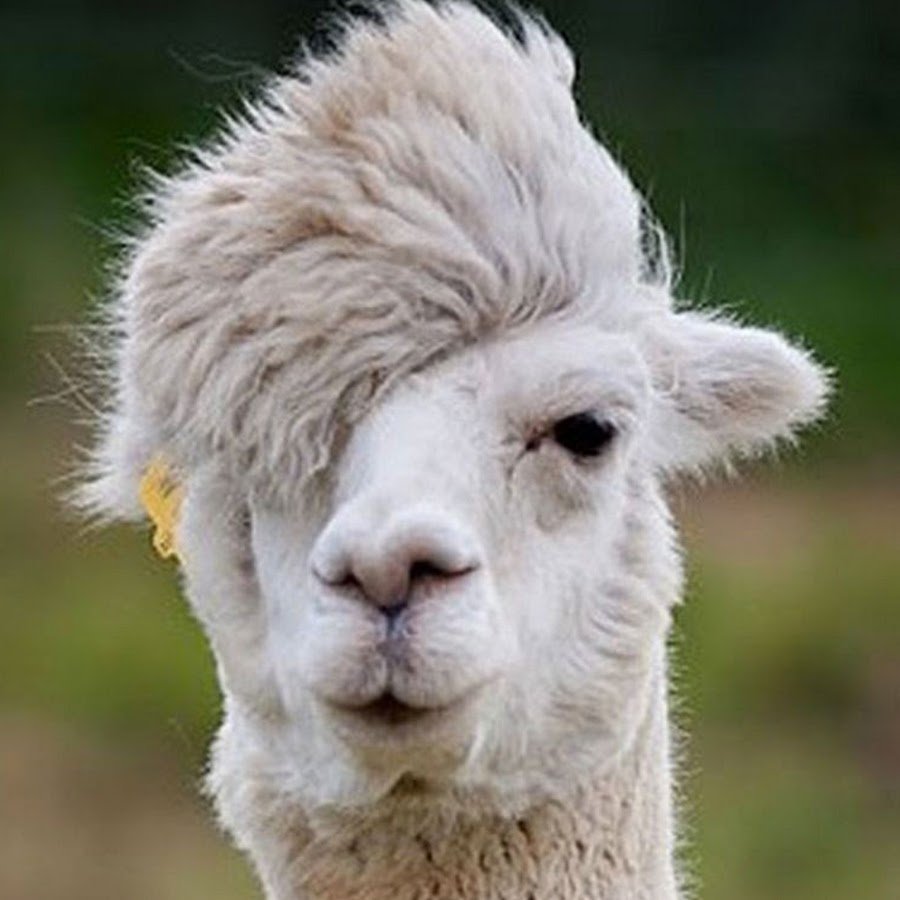 Кудрявая лама