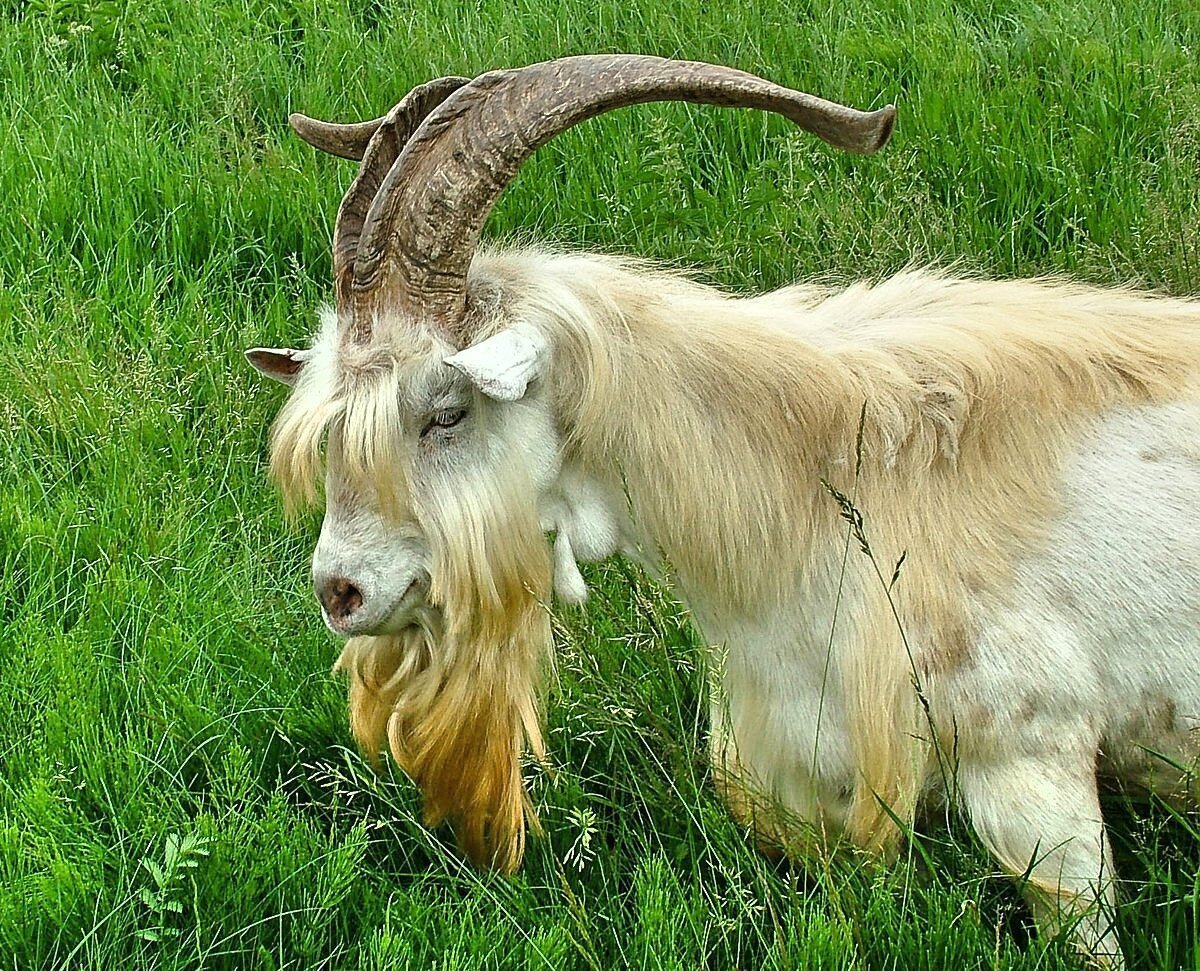 Козы Барбари