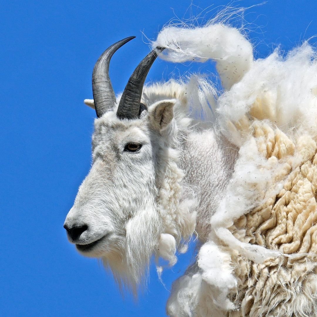 Снежная коза Северной Америки