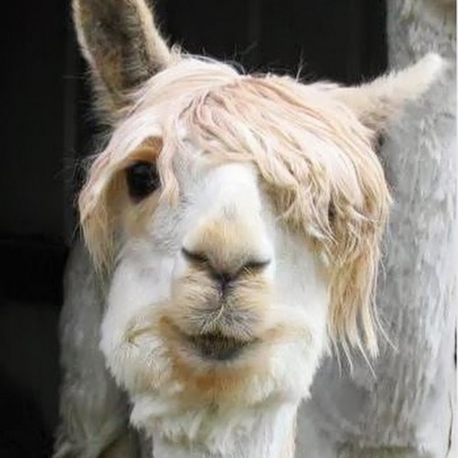 Бешеная альпака