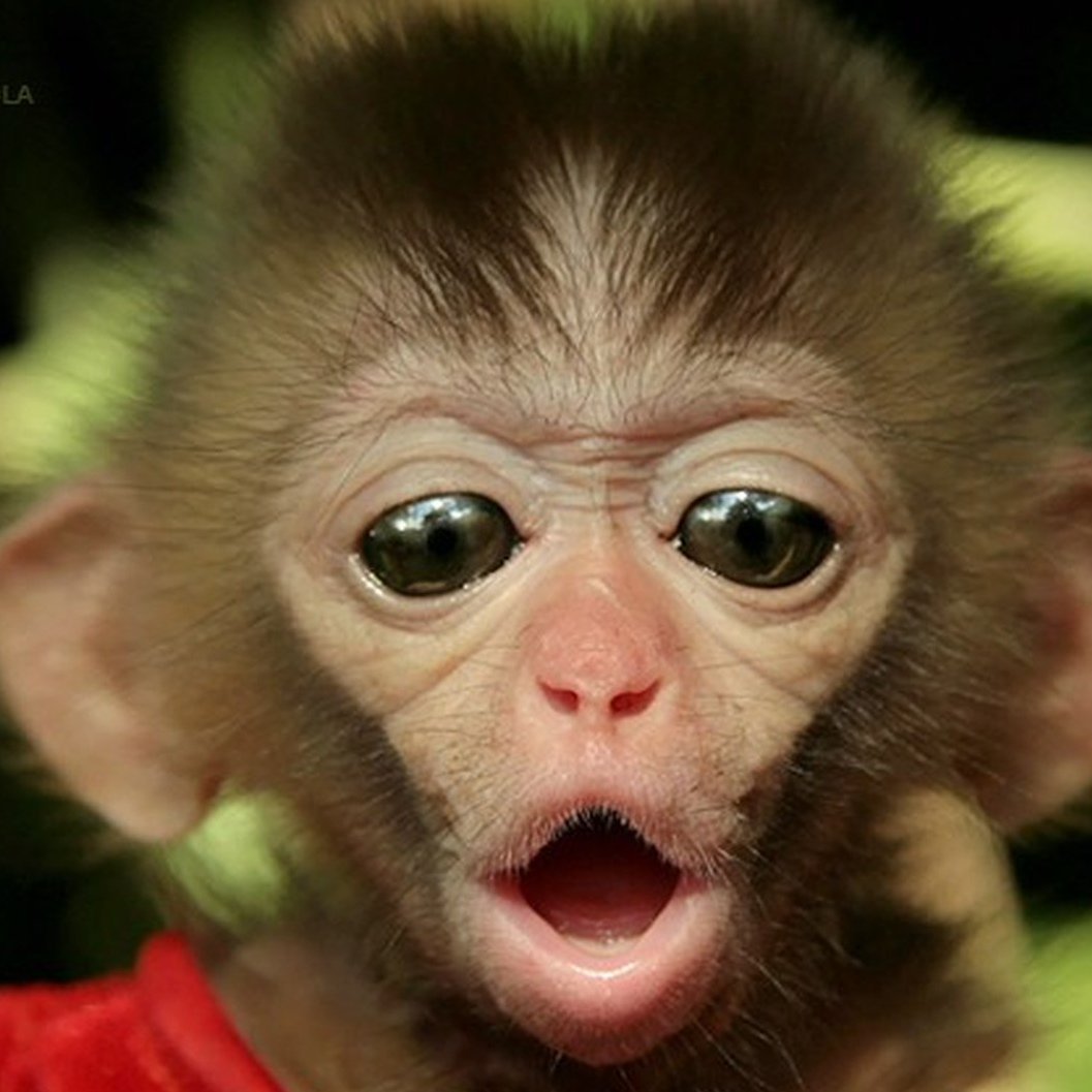 Обезьянка с высунутым языком