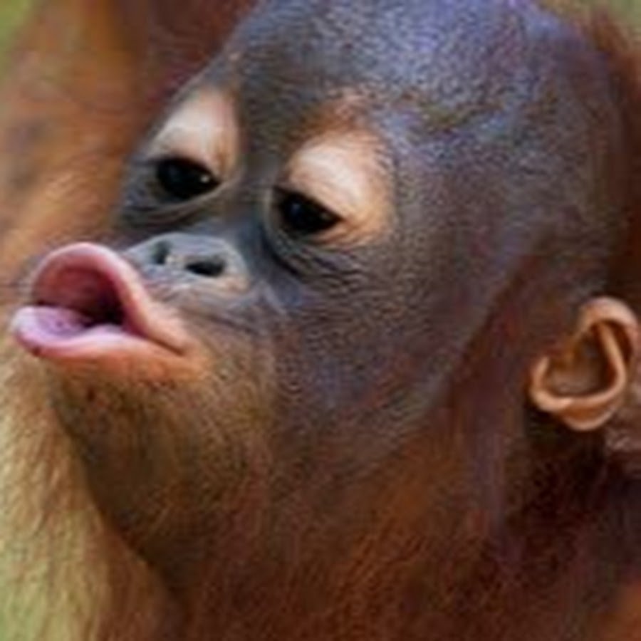 Обезьяна с языком