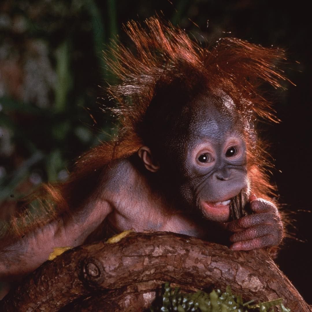 Маленькая обезьянка с высунутым языком