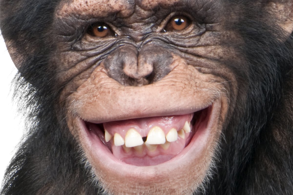 Зубы шимпанзе
