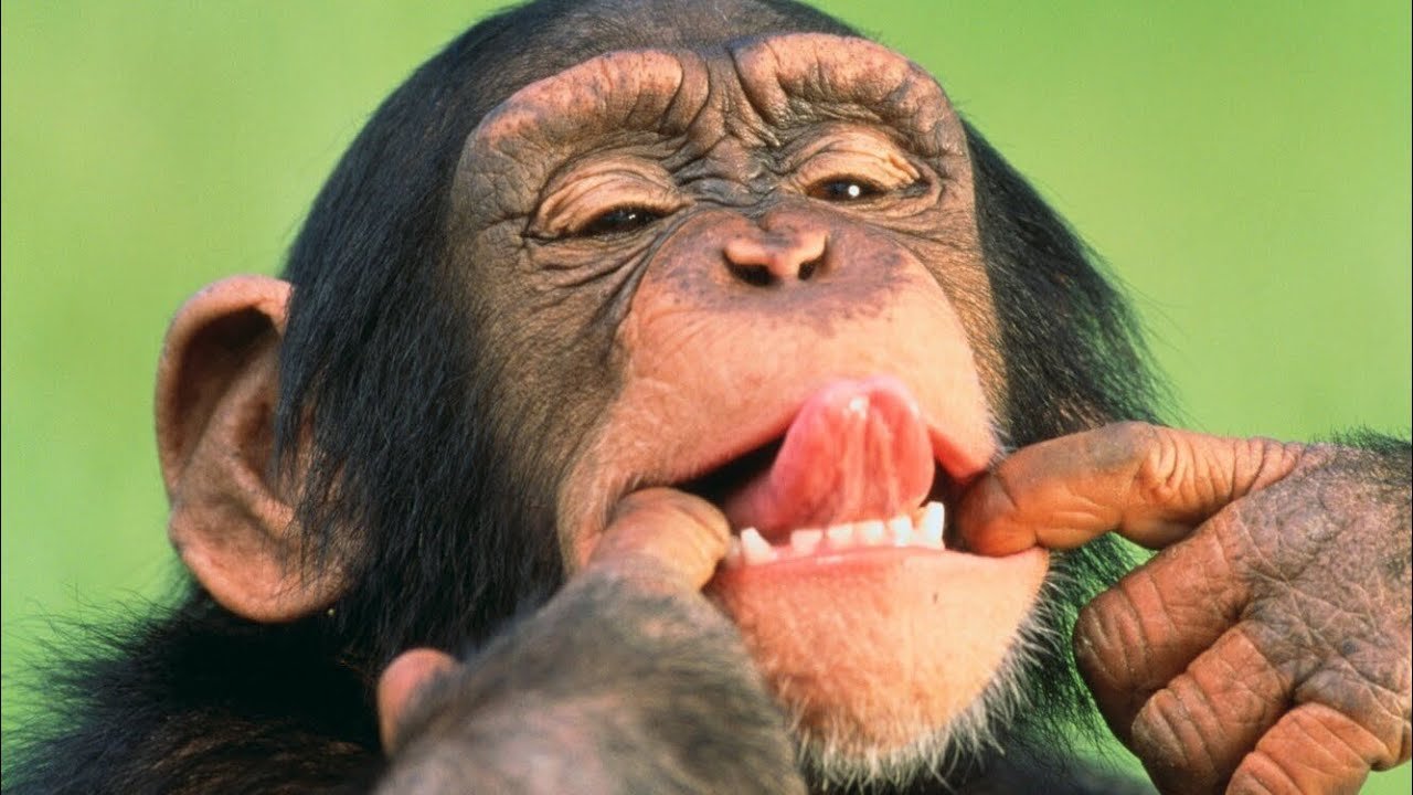 Звуки мартышки. Животные показывают язык. Смешные обезьяны фото. Обезьянка показывает язык. Смешные лица обезьян.
