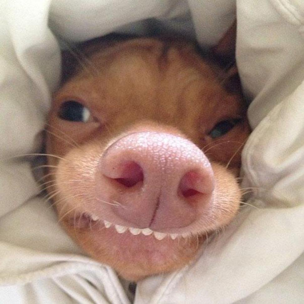 Счастливые мордашки животных