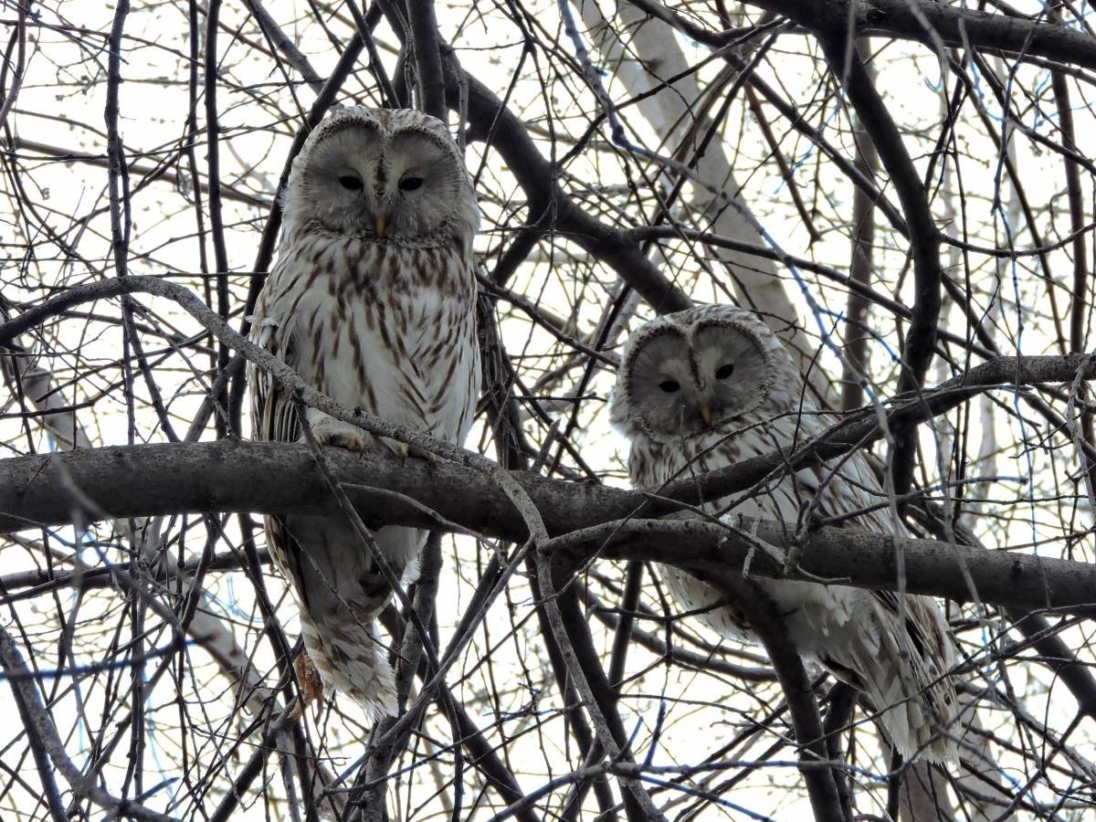 Длиннохвостая неясыть пара