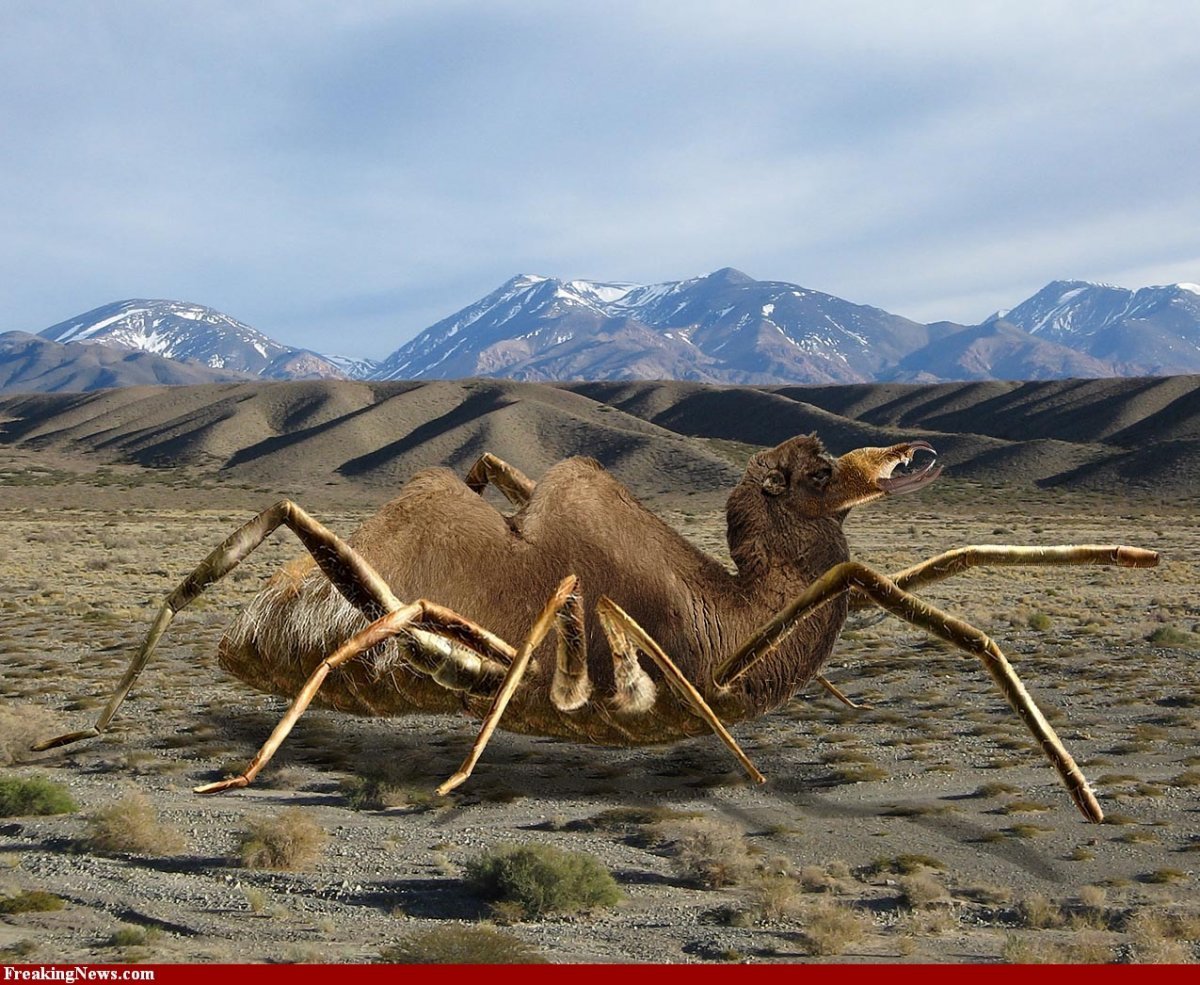 Паук Cebrennus rechenbergi