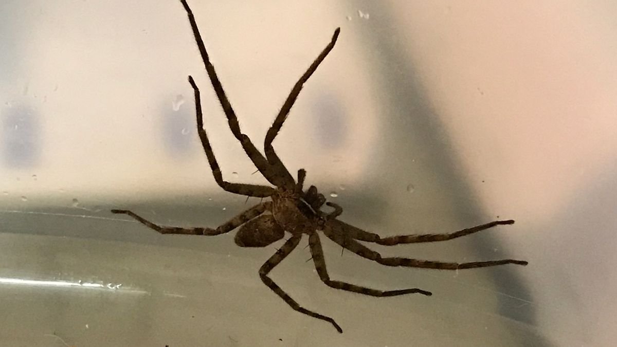 Самые большие пауки в Украине