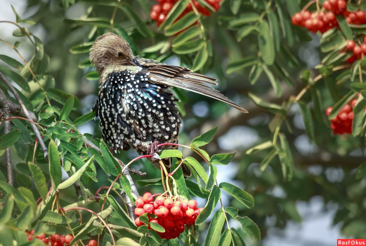 Скворец на рябине