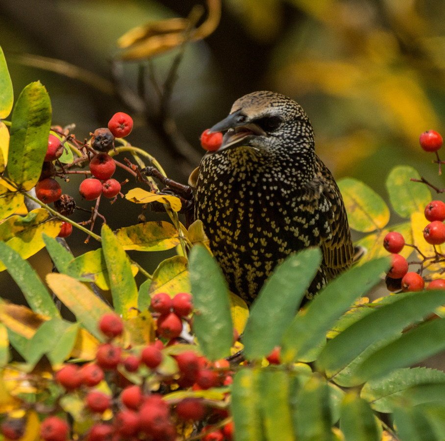 Рябиновый скворец