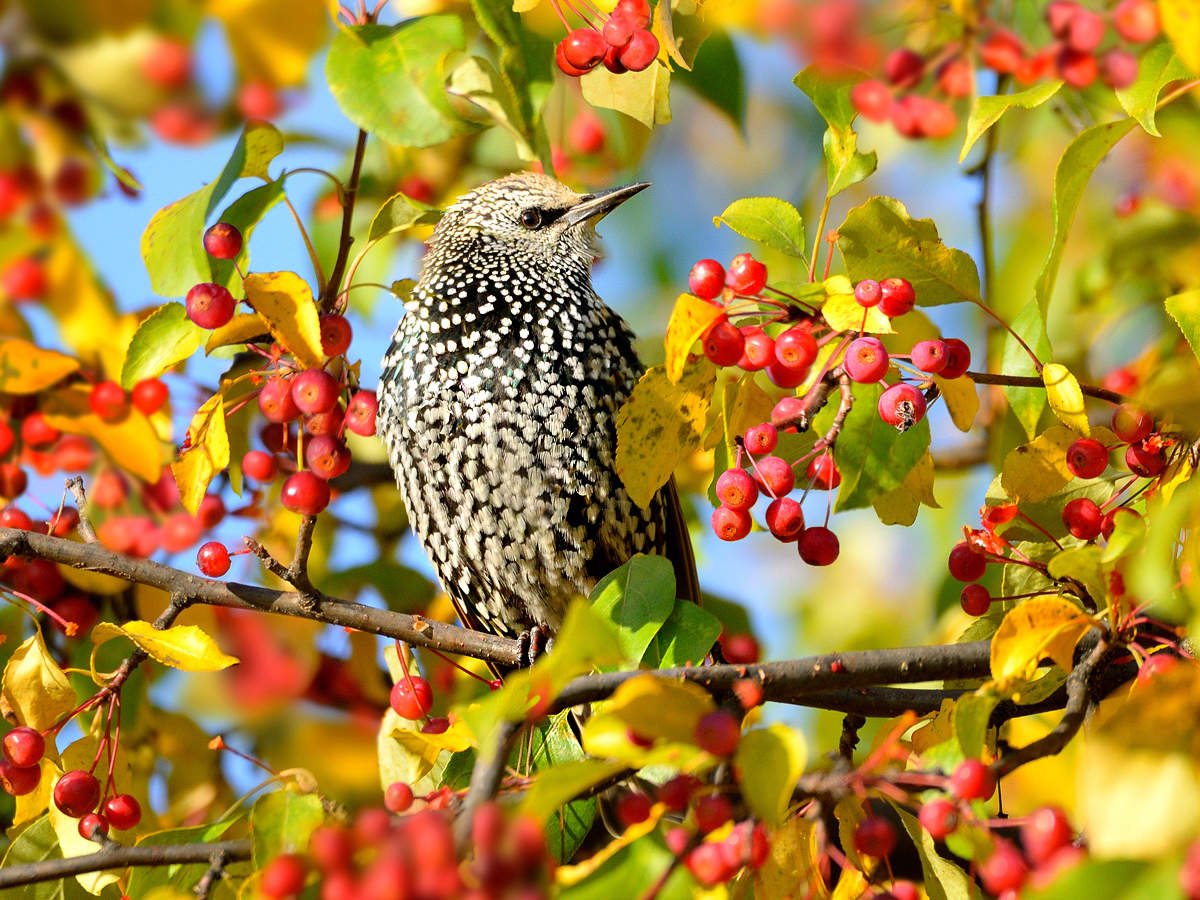Рябинный скворец