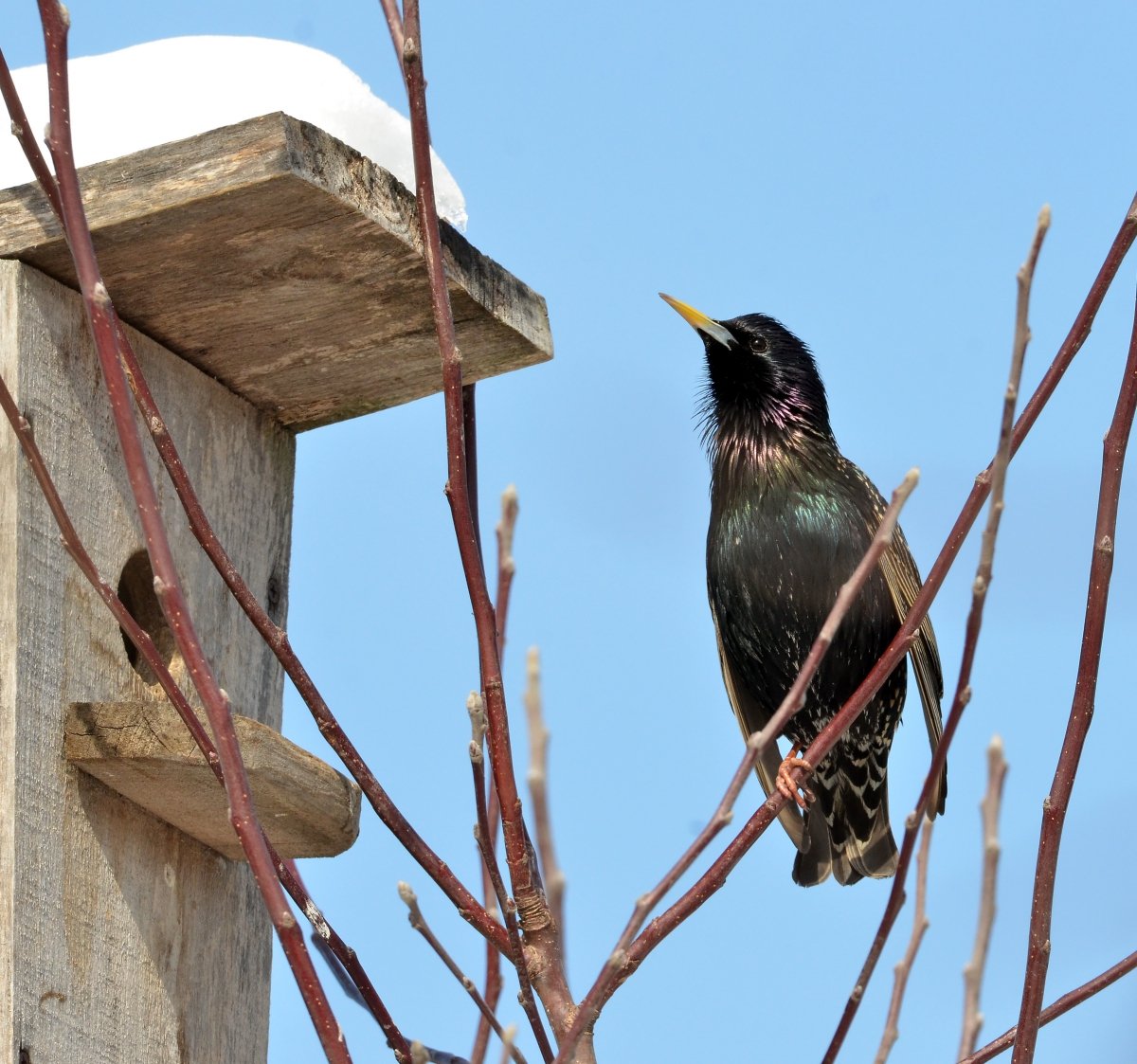 Скворец картинка