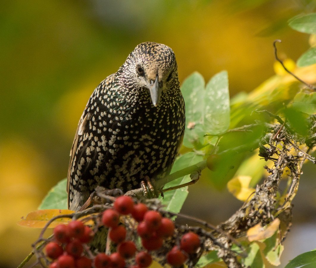 Рябиновый скворец