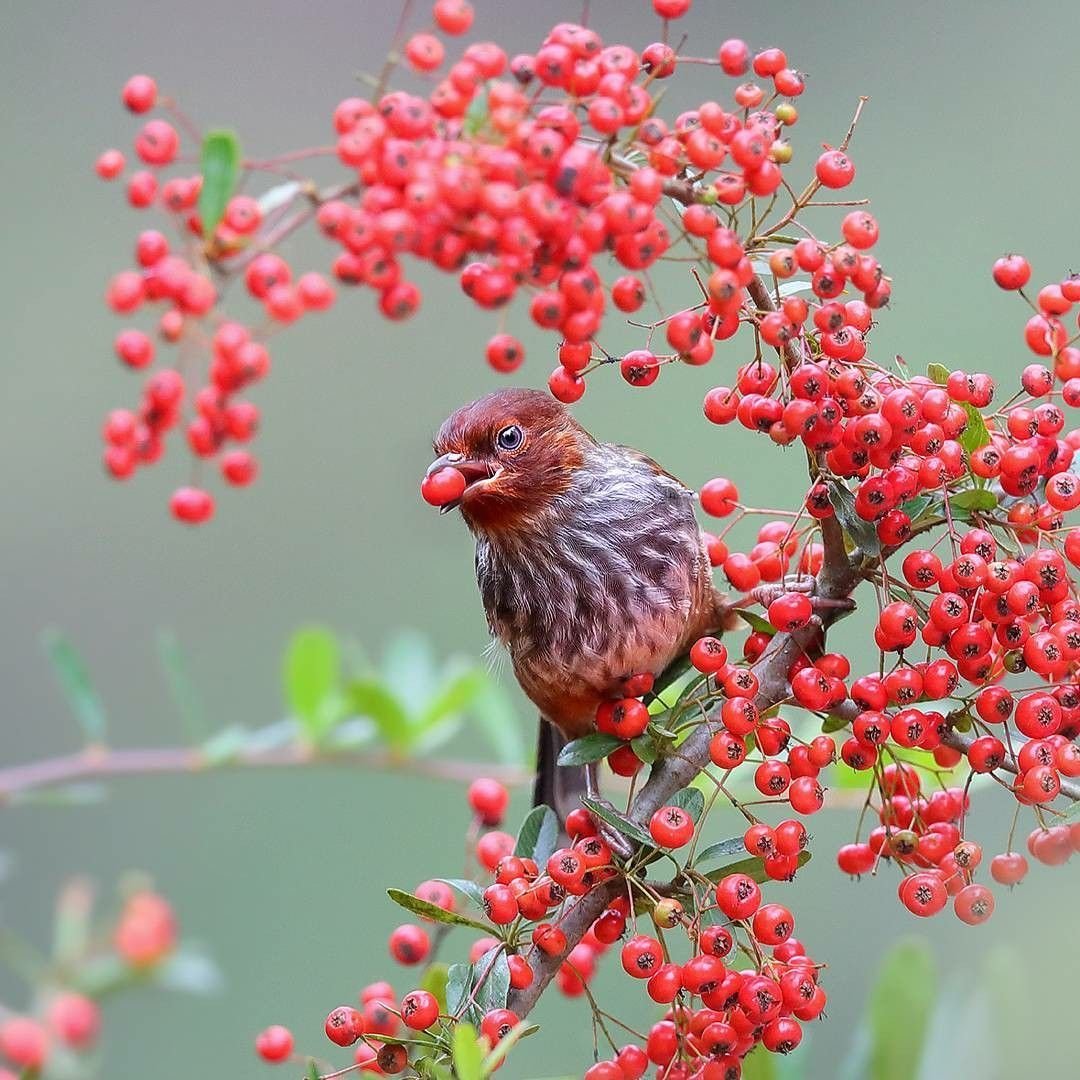 Птицы склевывают ягоды