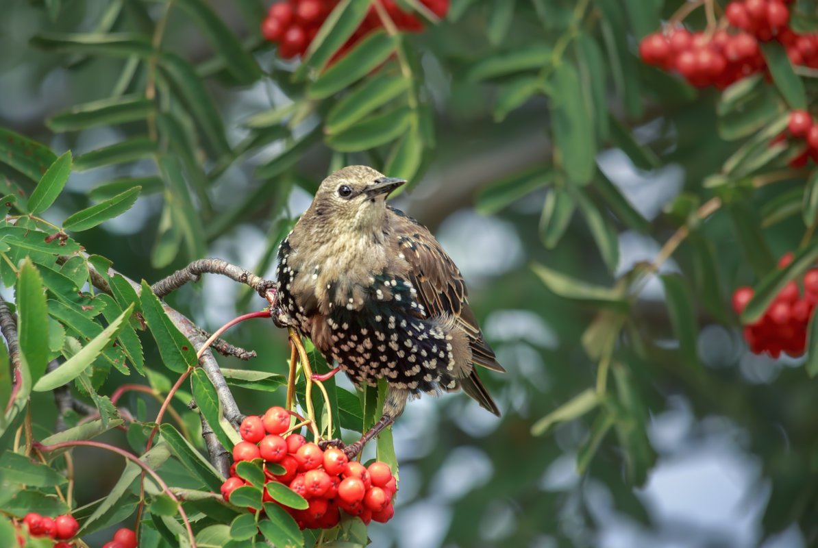 Скворец на рябине