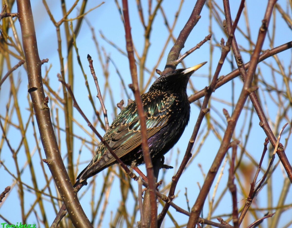 Обыкновенный скворец