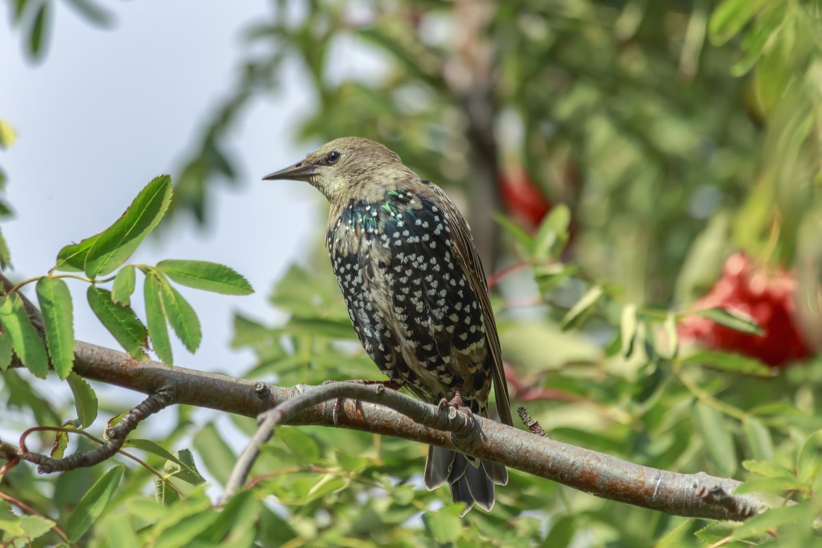 Рябинный скворец