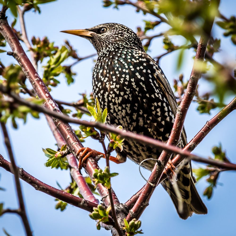 Обыкновенный скворец Шпак