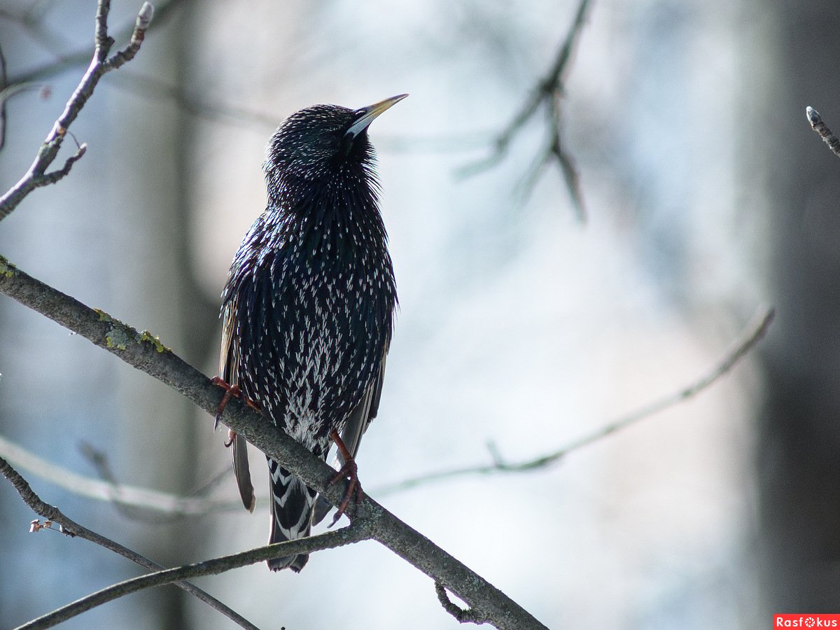 Доброе утро скворцы