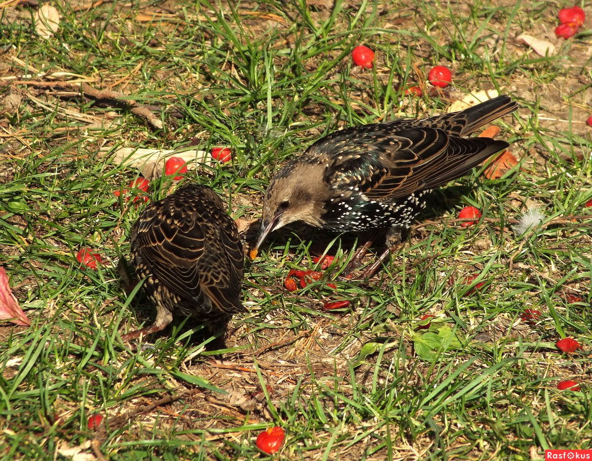 Рябиновый скворец на земле
