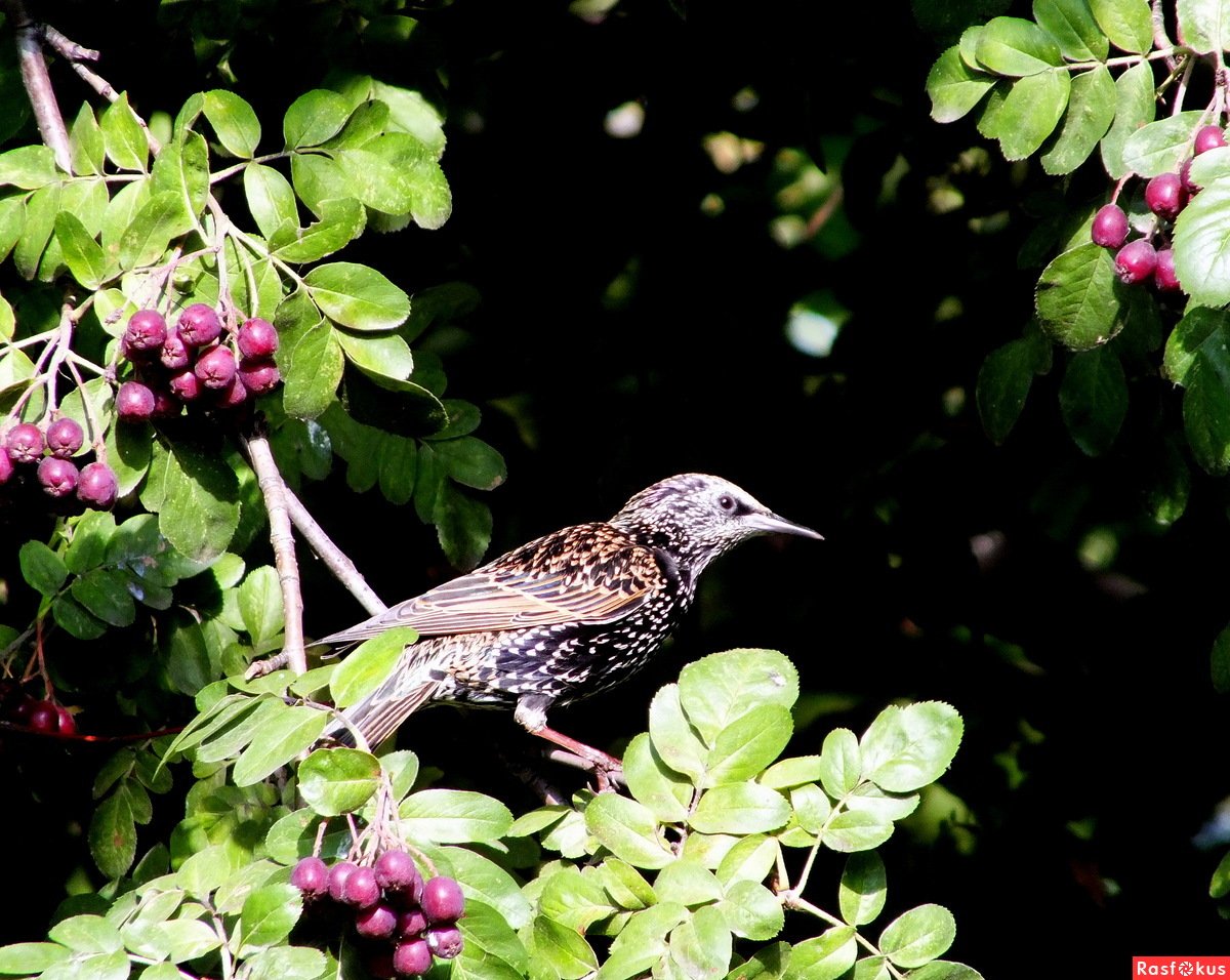 Рябинный скворец