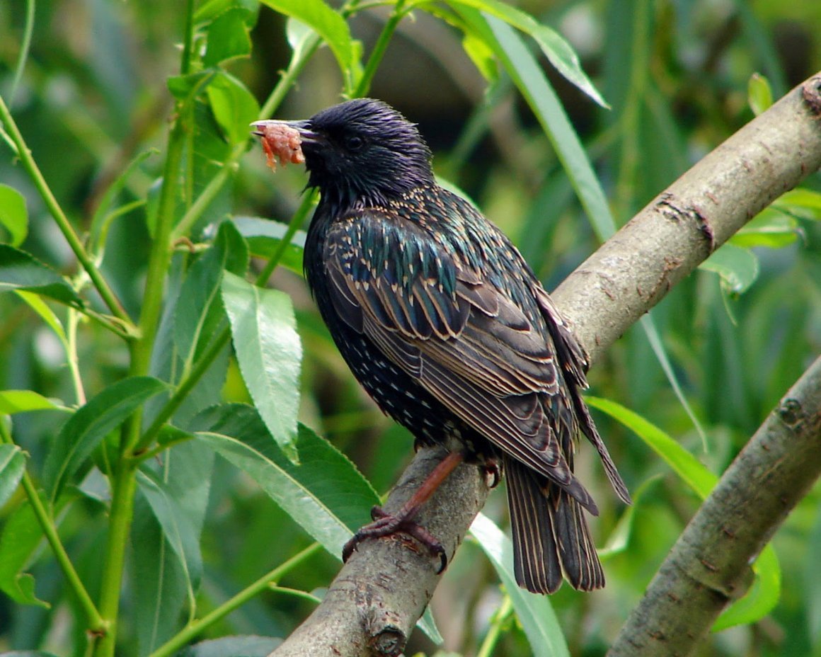 Скворец фото для детей дошкольного возраста