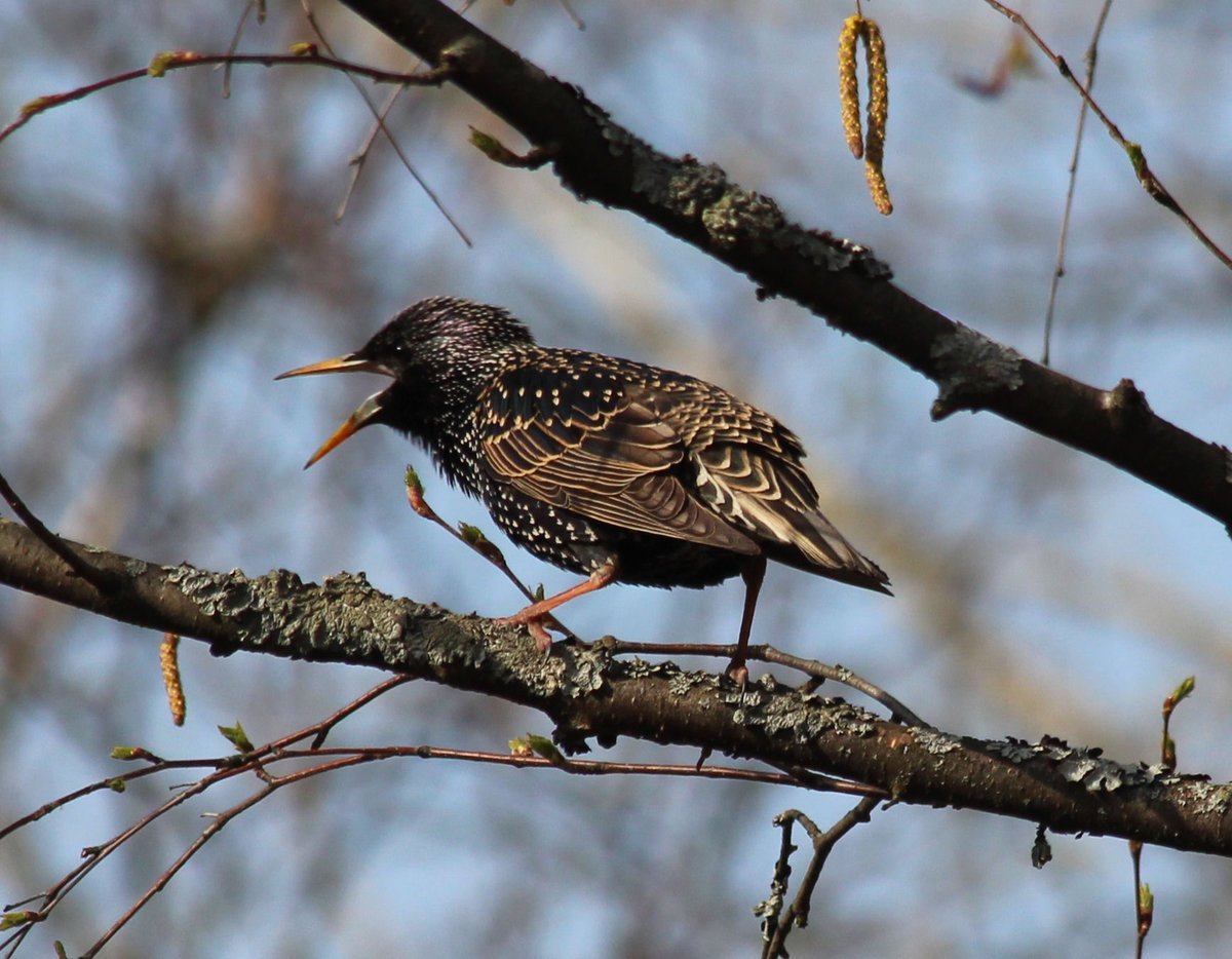 Птицы весной скворцы